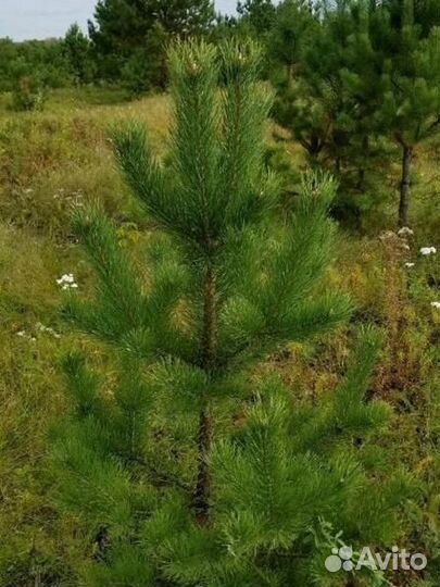 Сосна обыкновенная саженцы