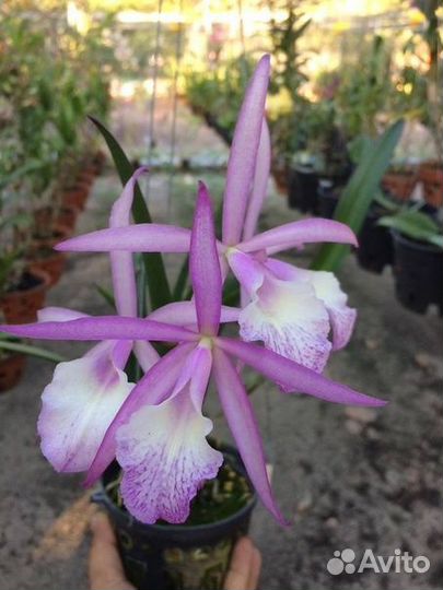 Орхидея Cattleya lobata var. coerulea