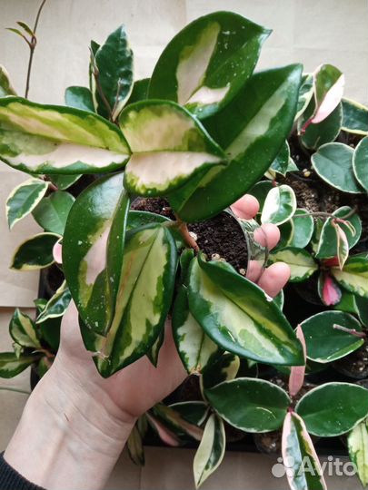 Хойя Кримсон Квин и Триколор