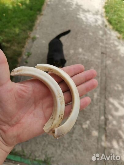 Клыки кабана