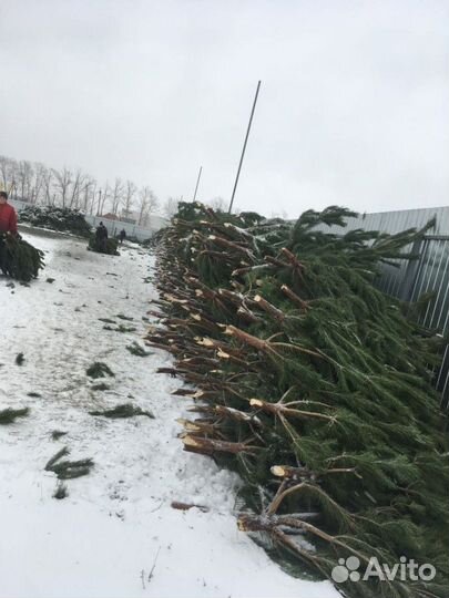 Сосна новогодняя живая доставка