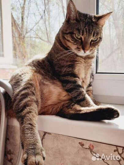 Котик ищет дом