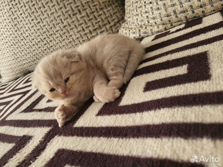 Британские вислоухие котята