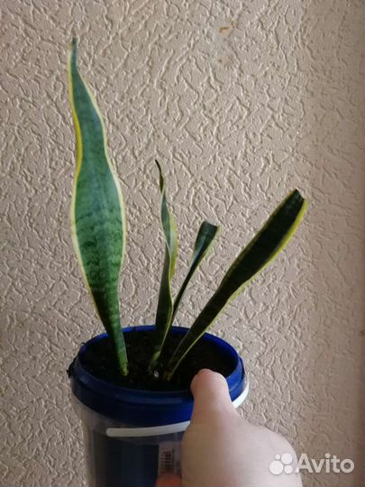 Сансевиерия