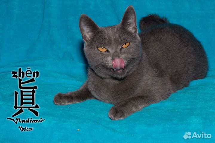 Дымчатая кошечка