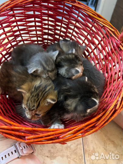 Котята