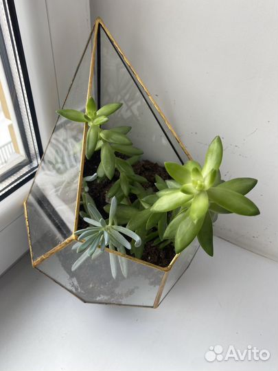 Флорариум суккуленты