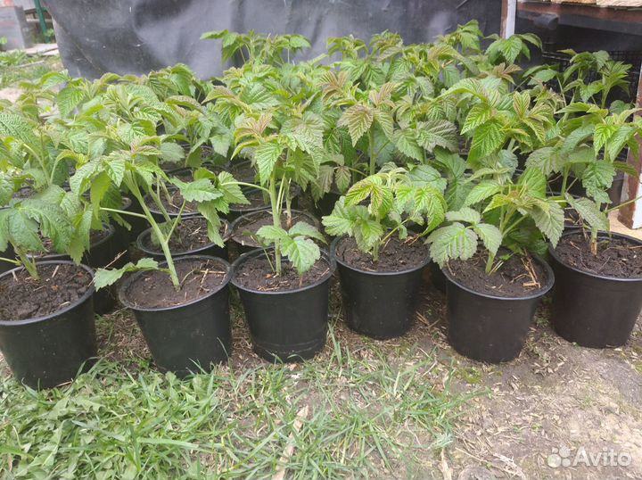 Саженцы ремонтантной Малины