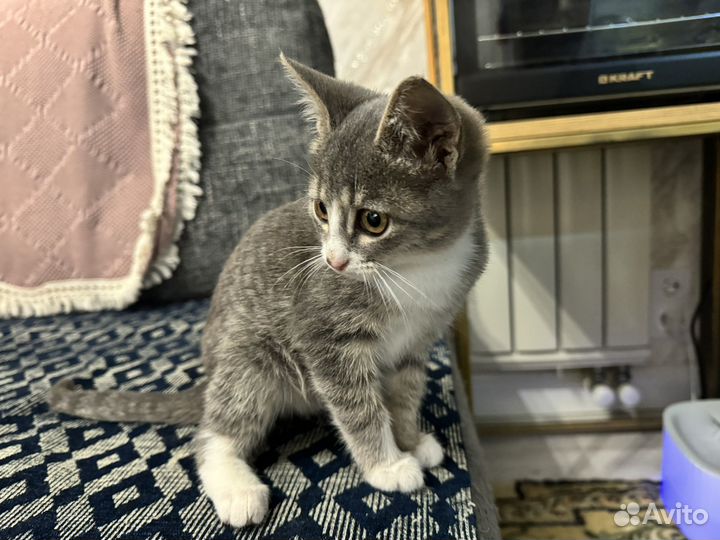 Котенок серенький