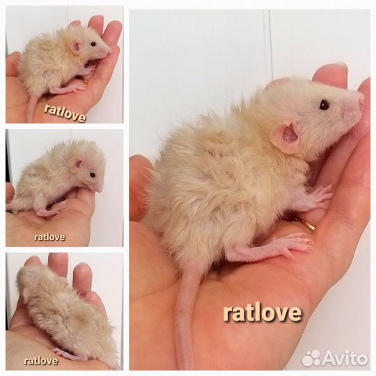 Крысята дамбо редких окрасов и маркировок