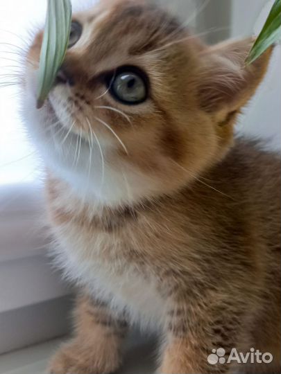 Шотландский котёнок
