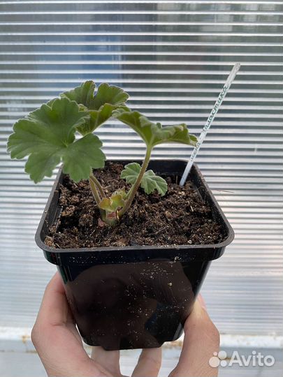 Герань пеларгония Леона Галактика