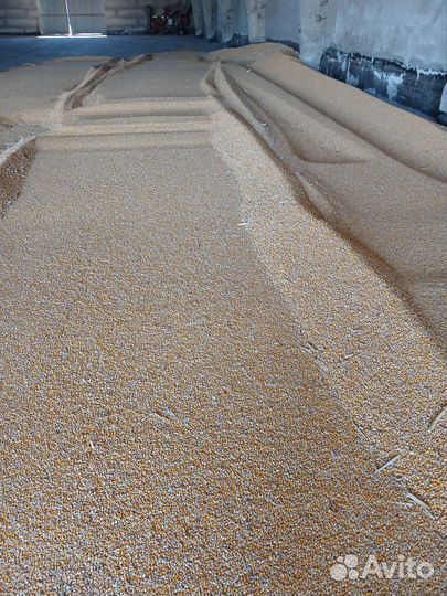 Кукуруза Самосушка