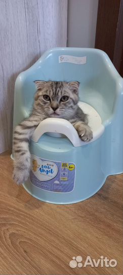Британская кошка