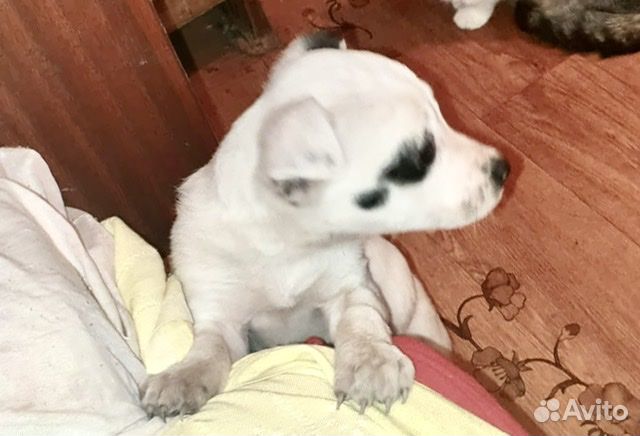 Щенки бесплатно