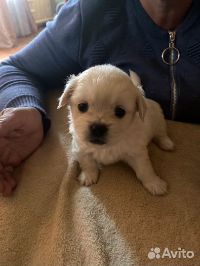 Щенки пекинеса