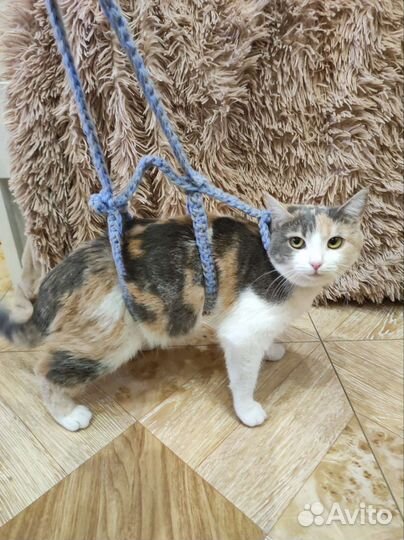 Шлейка для кошки своими руками