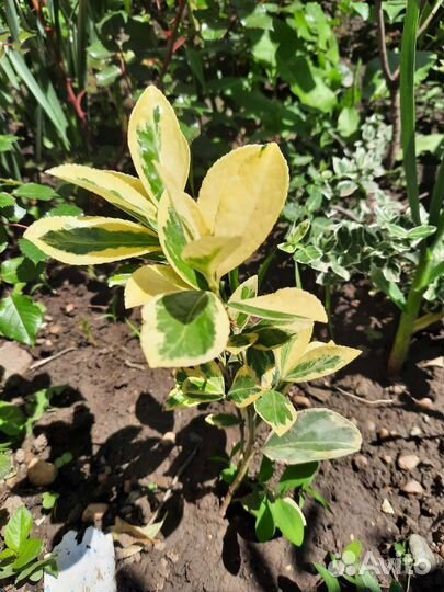 Кустарники, растения для сада