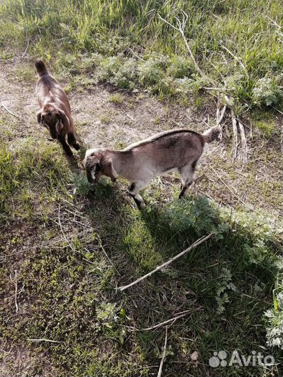 Нубийские козы (козлик и козочка)