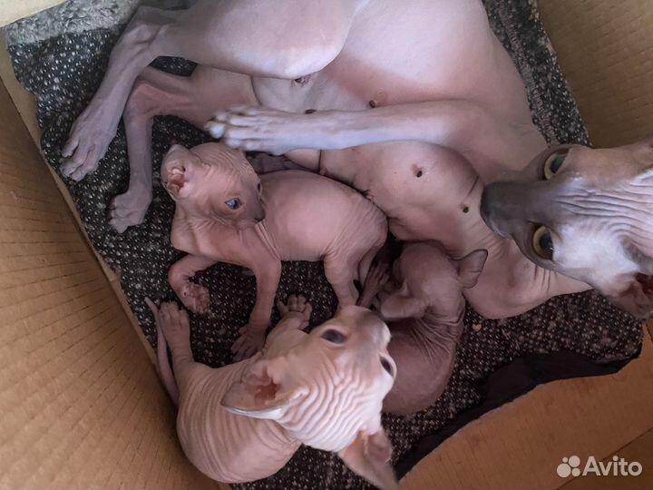 Котята донского сфинкса