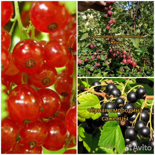 Смородина, крыжовник, ежевика, малина