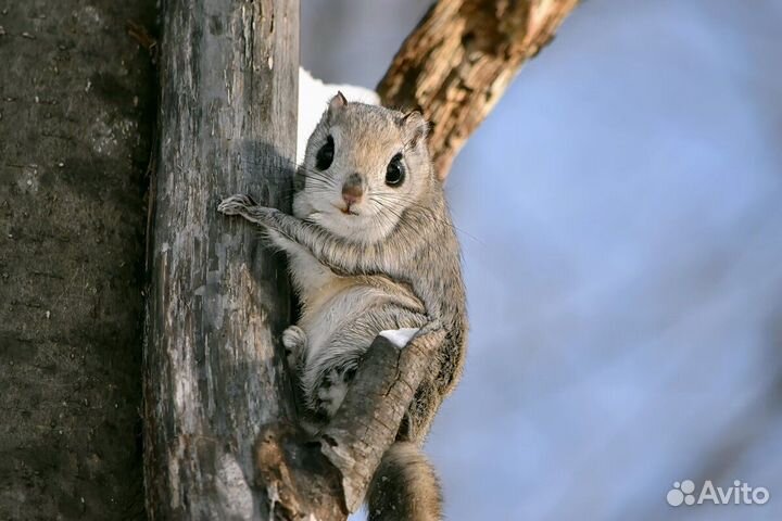 Белка летяга