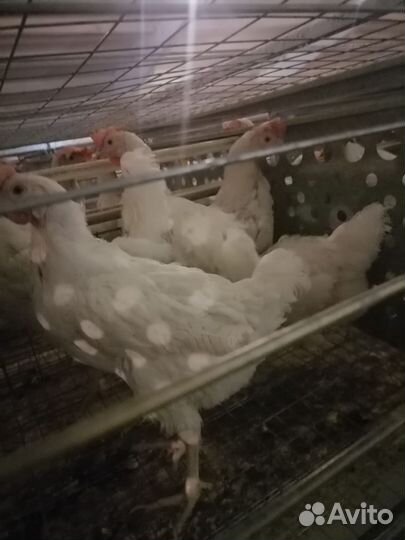 Куры несушки годовалые