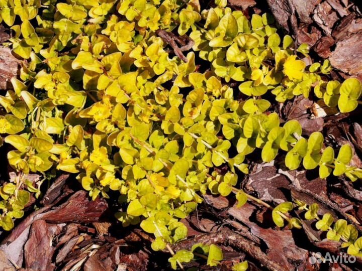 Вербейник монетчатый ауреа