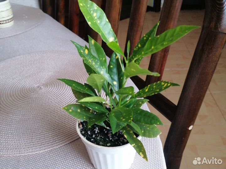 Кодеум и герань, цену уточняйте