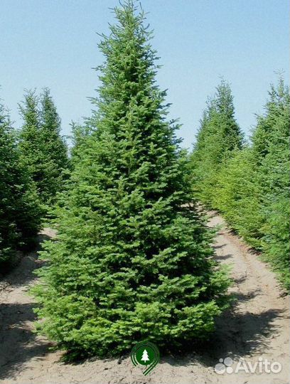 Ель обыкновенная с доставкой
