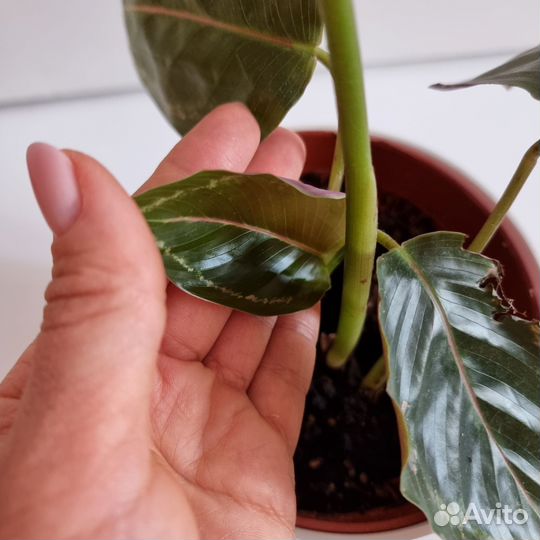 Калатея медальон цветок комнатное растение