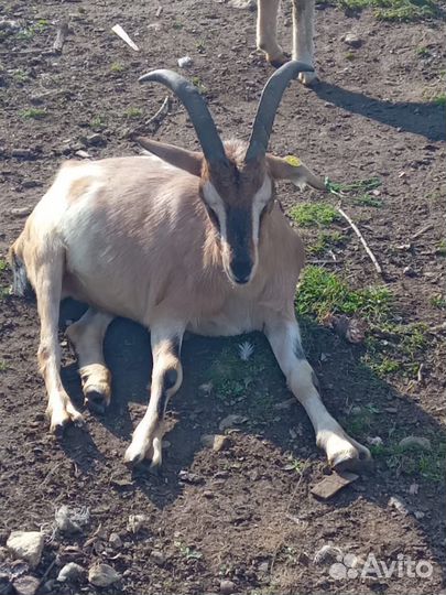 Козлики на племя и на мясо