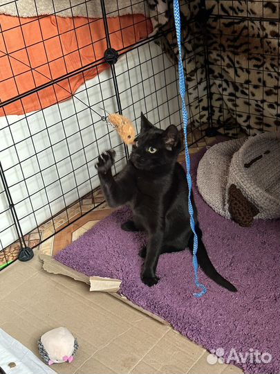 Кошечка Бельмоша ищет дом