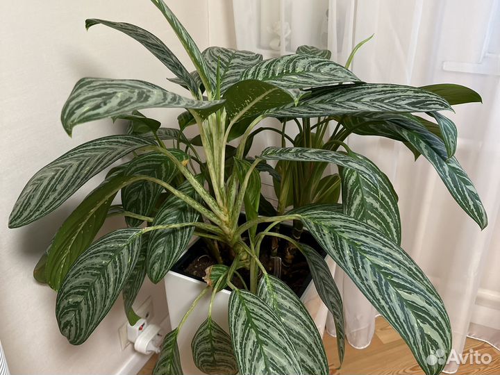 Аглаонема Мадонна с деткой