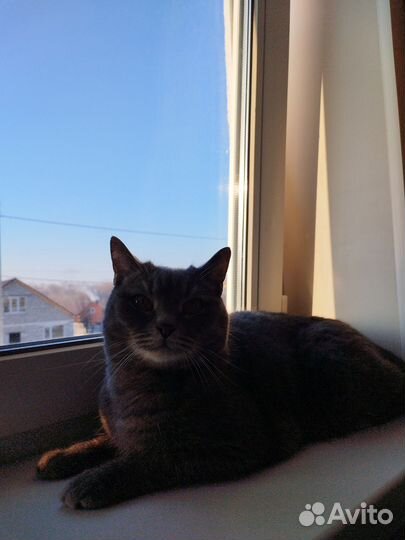 Кот шотландец