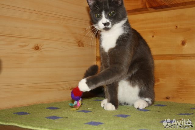 Гостиница для животных «Фауна»