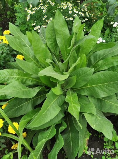 Гроссгеймия крупноголовая