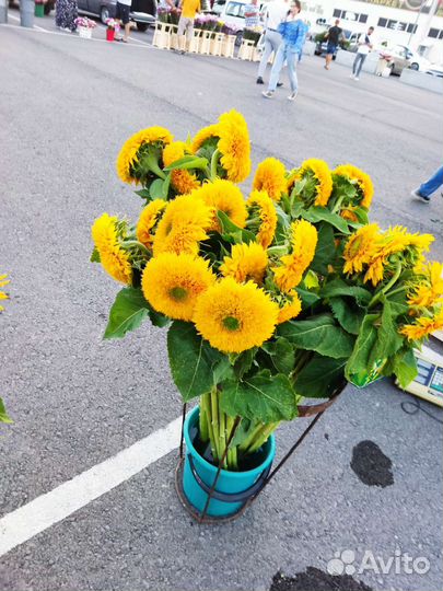 Декоративный подсолнух мидвежата