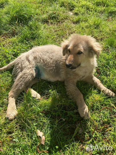 Щенок в добрые руки