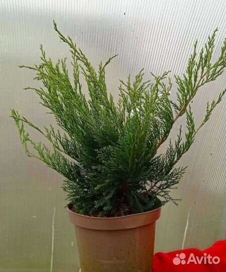 Можжевельник Минт Джулеп