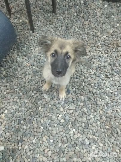 Щенки будут маленькими до 30-35см