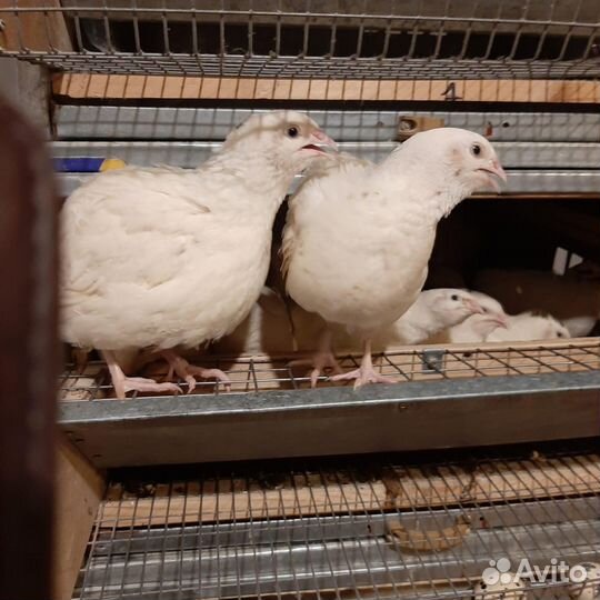 Инкубационное и пищевое яйцо Техасского перепела