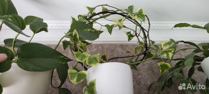 Крестовики и Сциндапсусы/Эпипремнумы. Ампельные