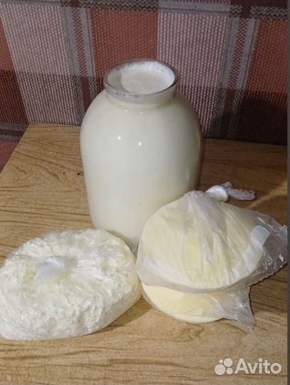 Дойная корова симментальской породы