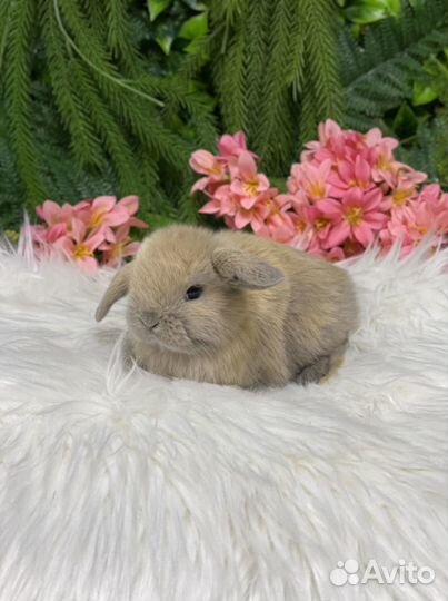 Супер Мини кролики