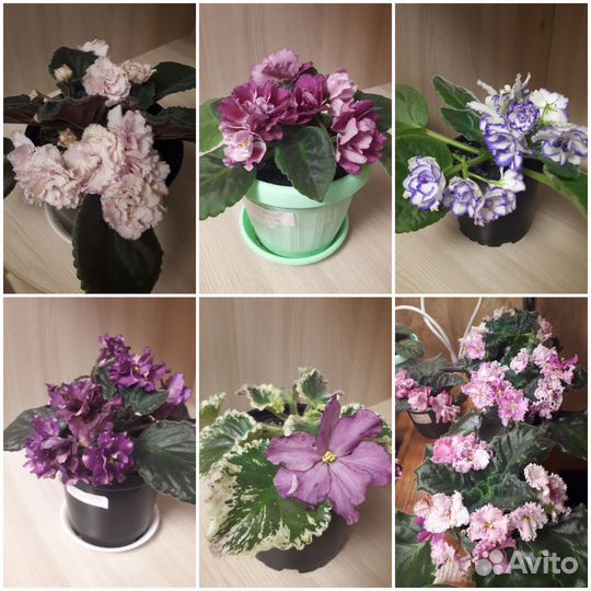 Сортовые фиалки