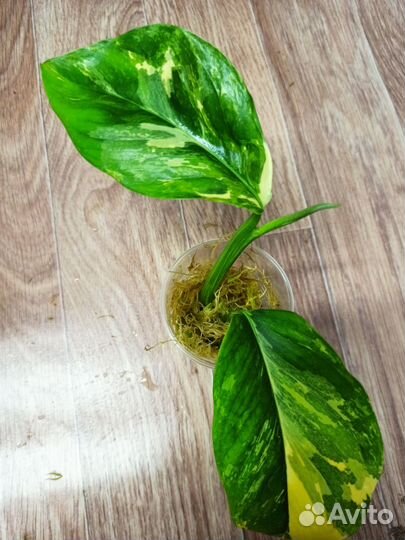 Монстера lechleriana var