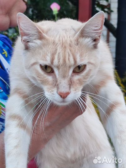 Кошки в добрые руки мальчик