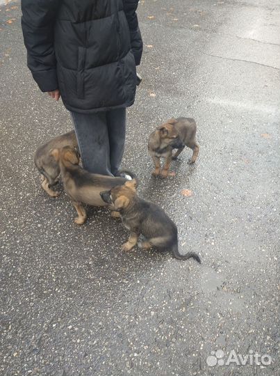 Щенки в добрые рукиПожалуйста
