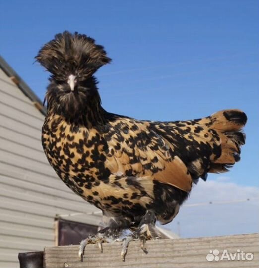 Куры павловские золото